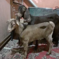 دوتا بزغاله پاکستان و حسین کاور