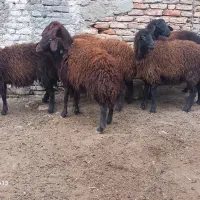 ۶عدد بره ماده جنس قزل افشار درجه یک فوری|حیوانات مزرعه|سیجوال, |دیوار