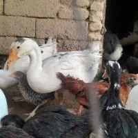 غاز و نوچه