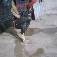 خروس لاری|حیوانات مزرعه|سرپل ذهاب, |دیوار