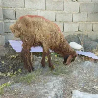 بره میش