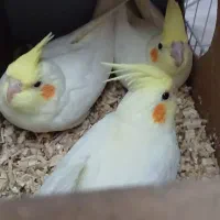 جوجه لوتینو و نر بالغ یک ساله