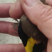 ملکه نر یکماه قفس درشت