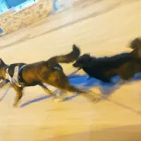 سگ ژرمن بلک واشپیتز