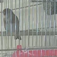 پرنده سهره|پرنده|شاهین‌شهر, نبوت|دیوار