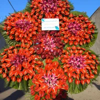 هشتی چهارطبقه‌‌ آنتاریوم مشکی‌ تاج اِس لیلیوم گل