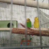 مرغ عشق جفت مولد تخم گذار|پرنده|محمدیه-قزوین, |دیوار