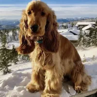 سگ‌ کوکر انگلیسی نر