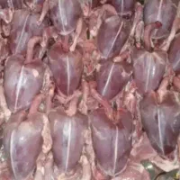 گوشت کبوتر و بلدرچین گوشتی|خوردنی و آشامیدنی|نجفآباد, امام خمینی|دیوار