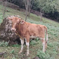 گاو لیشه چالوسی خوشگل و آرام