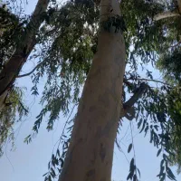 خرید درخت اکالیپتوس|خدمات باغبانی و درختکاری|بندر امام خمینی, |دیوار