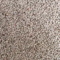 عدس ریز و درشت