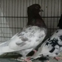 ی جفت نرو و ماده کله ای