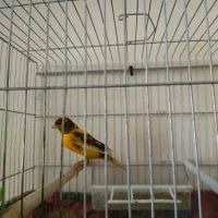 تعدادی قناری نر و ماده|پرنده|شیراز, زرهی|دیوار