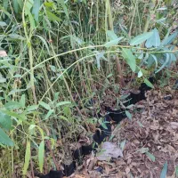 درخت نهال اکالیپتوس