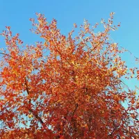 حرز کاری باغ های خود را به ما بسپارید