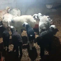 میش بره فروشی|حیوانات مزرعه|مهریز, |دیوار