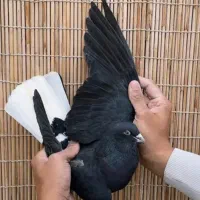 کفتر