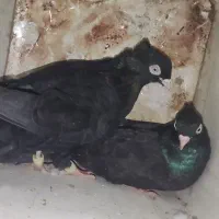 یه جفت سیاه ذاغ