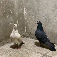 کفتر|پرنده|باسمنج, |دیوار