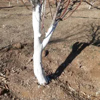 کاشت انواع نهال ها. رنگ کردن تنه درختان . چال کود|خدمات باغبانی و درختکاری|سقز, |دیوار