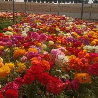 گل‌های باغچه باکیفت