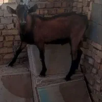 یک عدد چپش الپاین