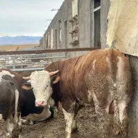 ذبح گاو گوسفند گوساله حرفه ای سلاخ سلاخی قصاب|خدمات پذیرایی، مراسم|زنجان, |دیوار