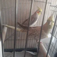عروس هلندی آهویی با دوتا جوجه با قفس و لونه
