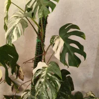 گل‌های طبیعی|گل و گیاه طبیعی|شیراز, درکی|دیوار