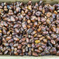 خرمای درجه یک تازه