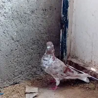 کبوتر گرگی