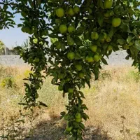 زمین باغ ویلا در دیزج باسمنج هروی|فروش خانه و ویلا|باسمنج, |دیوار