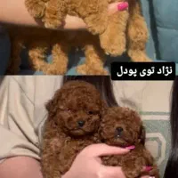 سگ و گربه آپارتمانی توی پودل ، پامرانین شیتزو خالص|سگ|تبریز, |دیوار