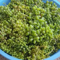 فروش غوره