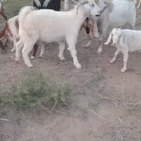 کهره نر چوش نری. درارزوئیه