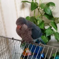 راهب ابی|پرنده|فولادشهر, فولادشهر|دیوار