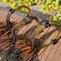 دام پاگیر کپک