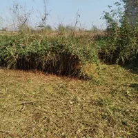 علفتراشی وچمنزنی وعلفزنی وتمشک زنی و لی زنی دستگاه|خدمات باغبانی و درختکاری|رشت, شهریاران|دیوار