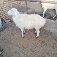 قوچ|حیوانات مزرعه|قائن, |دیوار