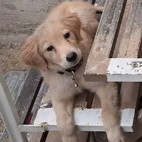 سگ گلدن|سگ|کرج, فاز ۳ گوهردشت|دیوار