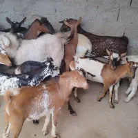 کهره با بره