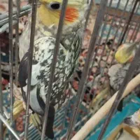 عروس هلندی ماده مرواریدی