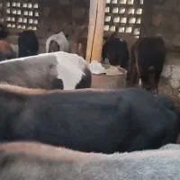 فروش گوساله نر دو سال