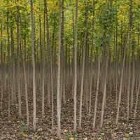 قلمه با کیفیت صادراتی و مقاوم به شرایط سخت