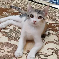 گربه|حیوانات|زابل, |دیوار