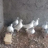 کبوتر پلاکی|حیوانات|شال, |دیوار