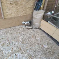 سینه ای