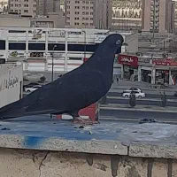 سیاه ماده کاشونی|پرنده|فولادشهر, مسکن مهر فولادشهر|دیوار