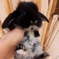 خرگوش لوپ مینیاتوری مشکی